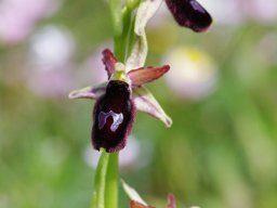 Ophrys_bertoloniiformis_x_O._garganica_route_de_Sta_Maria_di_Pulsano